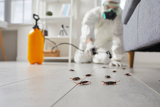 Post-Treatment Bed Bug Interceptor Monitoring in Granite Falls